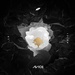 Avicii feat. Sandro Cavazza - Without You